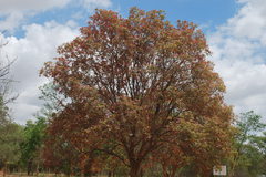 Schleichera oleosa
